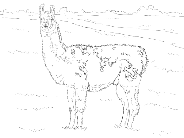 Realistic Llama coloring page image