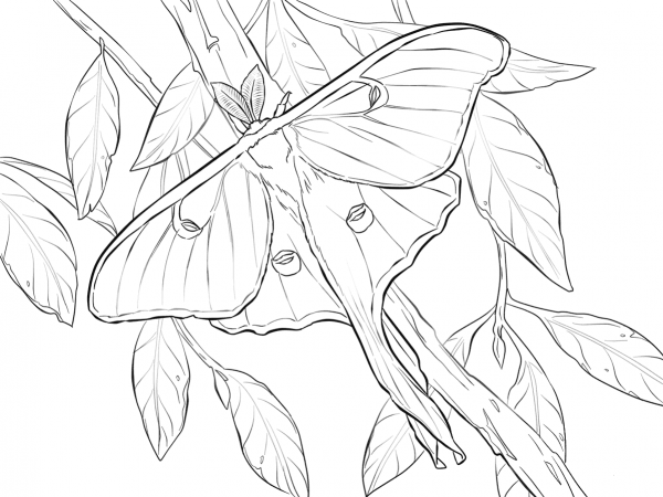 Realistic Luna Moth coloring page image