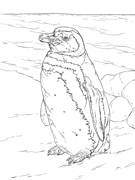 Realistic Magellanic Penguin coloring page image