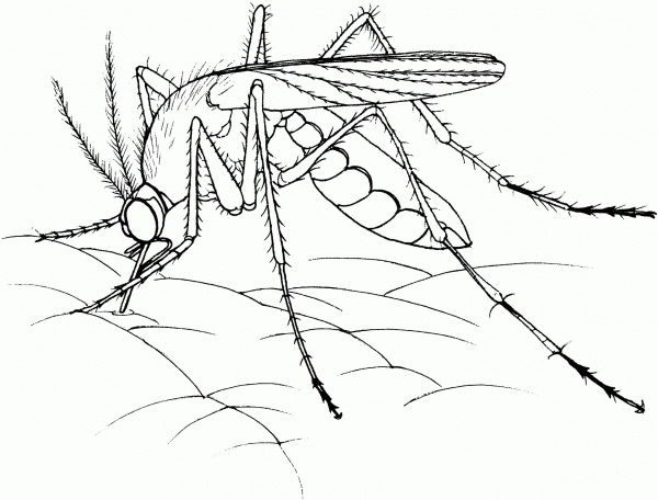 Realistic Mosquito coloring page image