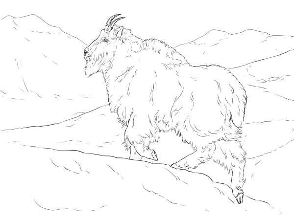 Realistic Mountain Goat coloring page image