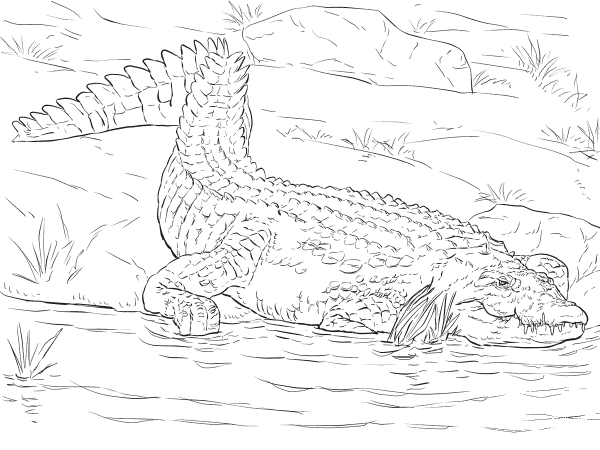 Realistic Nile Crocodile coloring page image