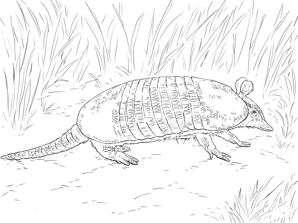 Realistic Nine Banded Armadillo coloring page image
