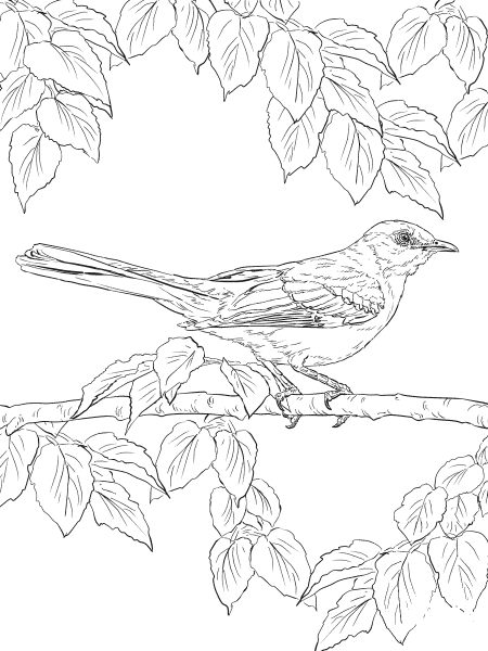 Realistic Northern Mockingbird coloring page image