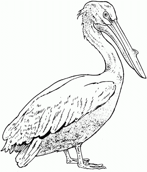 Realistic Pelican coloring page image