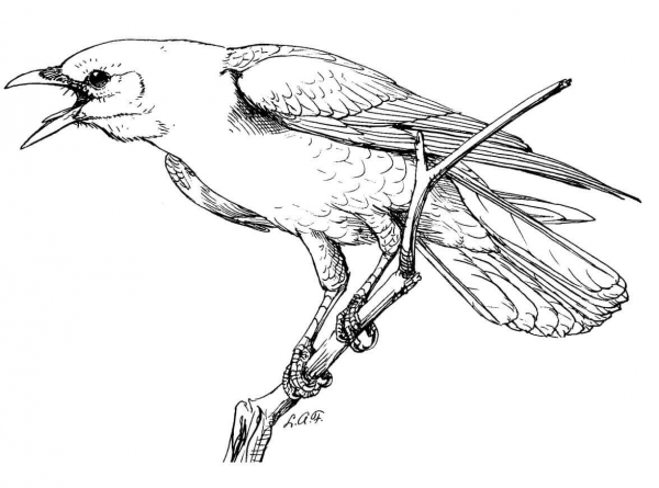 Realistic Perched American Crow coloring page image