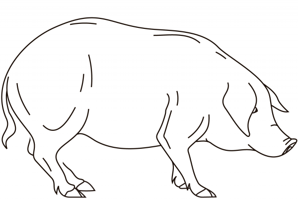 Realistic Pig coloring page image