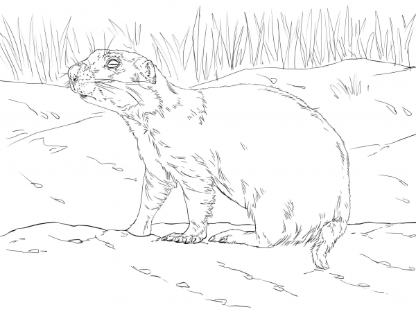 Realistic Prairie Dog coloring page image
