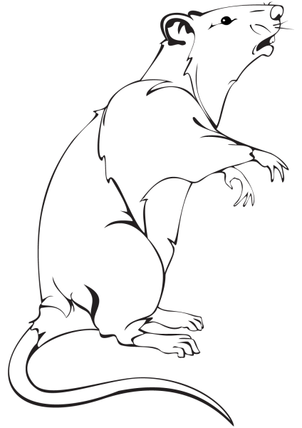 Realistic Rat coloring page image
