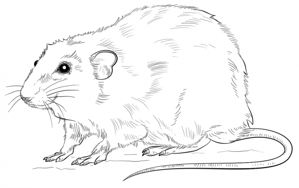 Realistic Rat  coloring page image