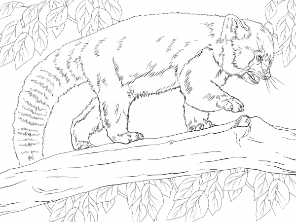 Realistic Red Panda coloring page image