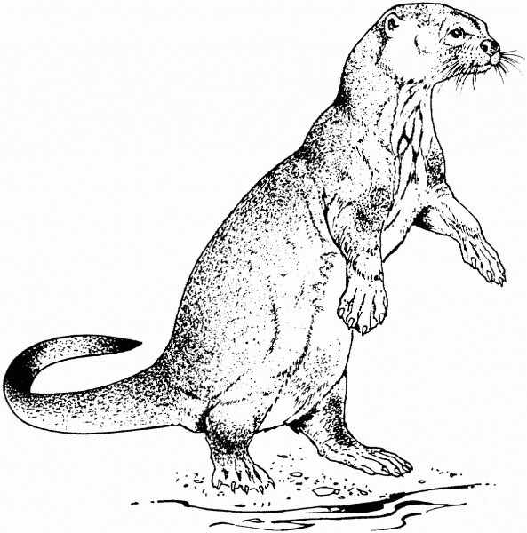 Realistic River Otter coloring page image