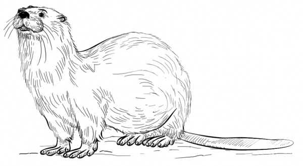 Realistic river otter coloring page image