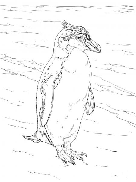Realistic Royal Penguin coloring page image