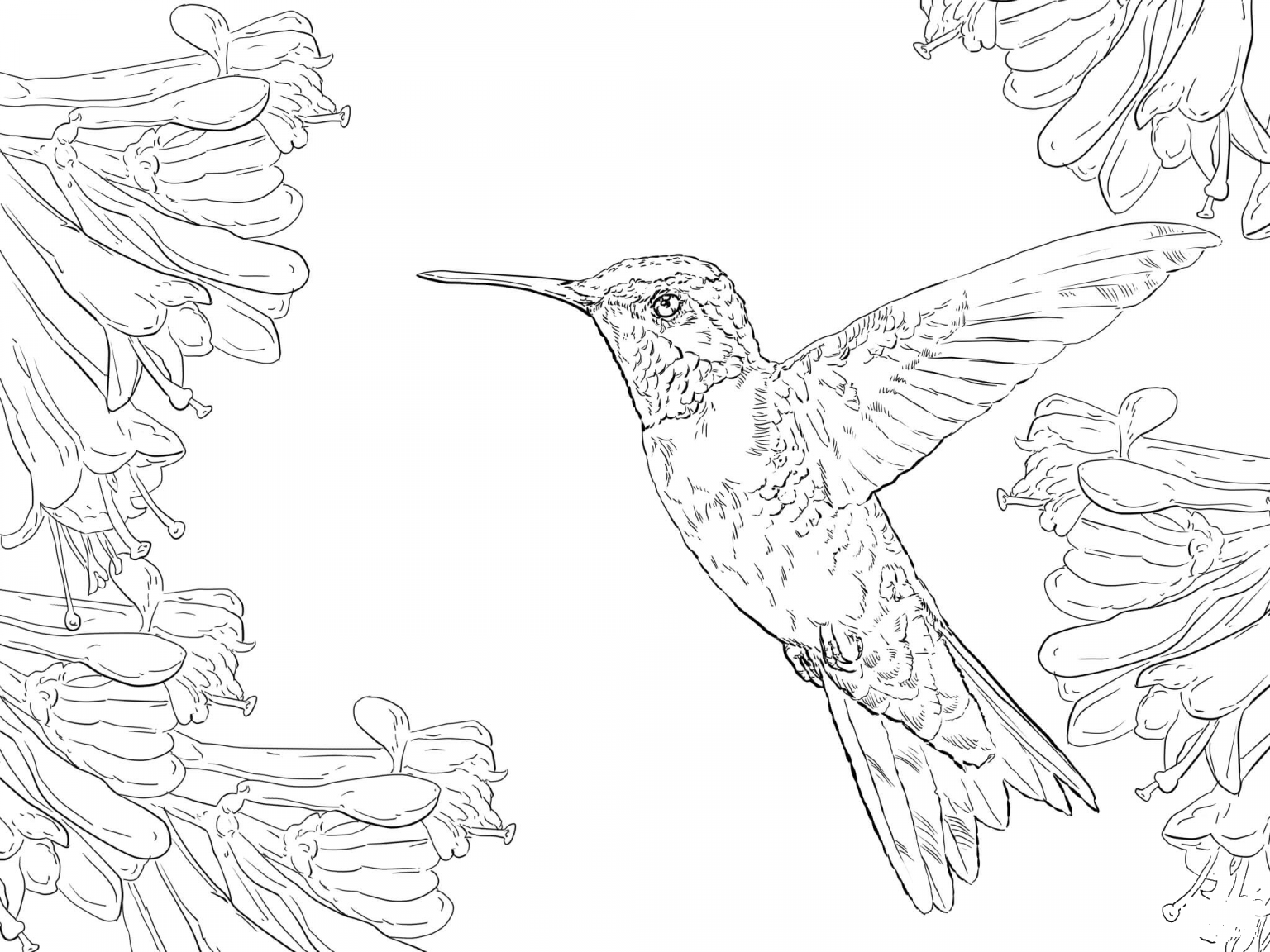 Realistic Ruby Throated Hummingbird coloring page - ColouringPages