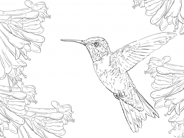 Realistic Ruby Throated Hummingbird coloring page image