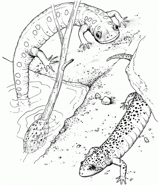 Realistic Salamander coloring page image