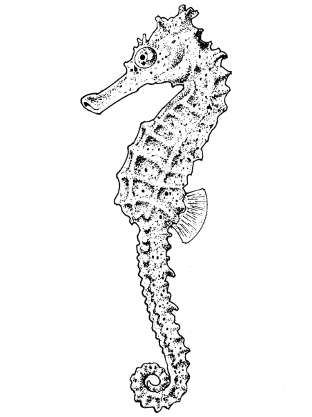 Realistic Seahorse coloring page image