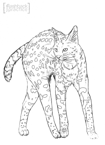 Realistic Serval coloring page image