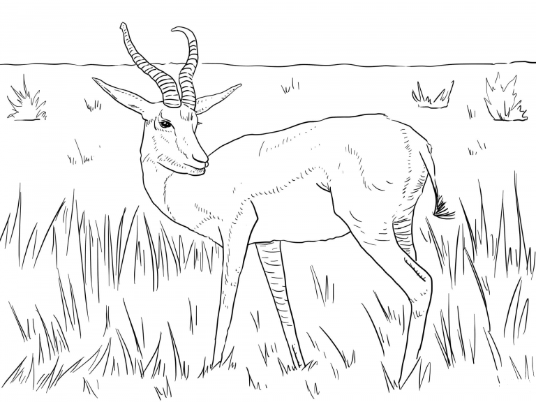Realistic Springbok coloring page - ColouringPages