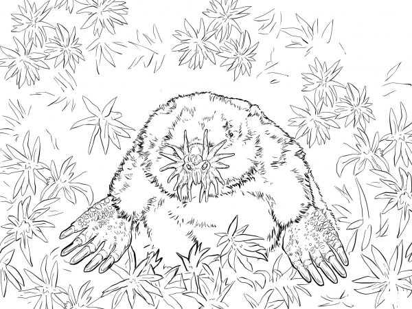 Realistic Star Nosed Mole coloring page image