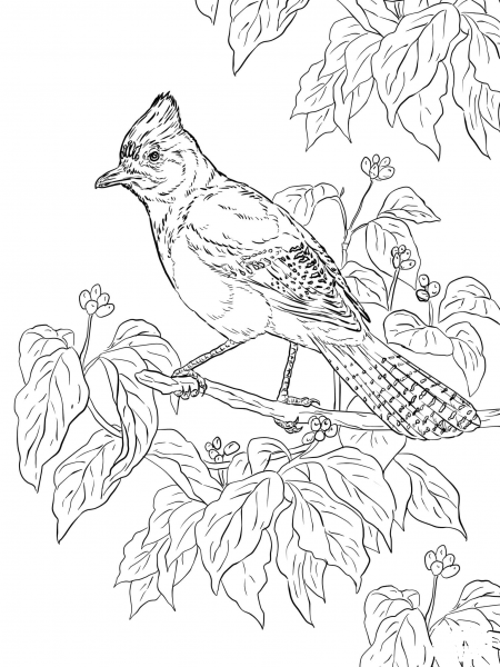 Realistic Steller’s Jay coloring page image