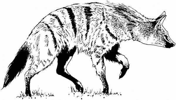 Realistic Striped Hyena coloring page image