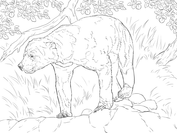 Realistic Sun Bear coloring page image