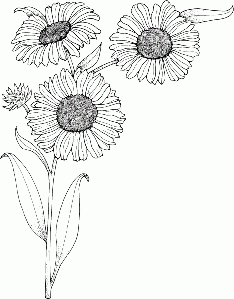 Realistic Sunflowers coloring page image