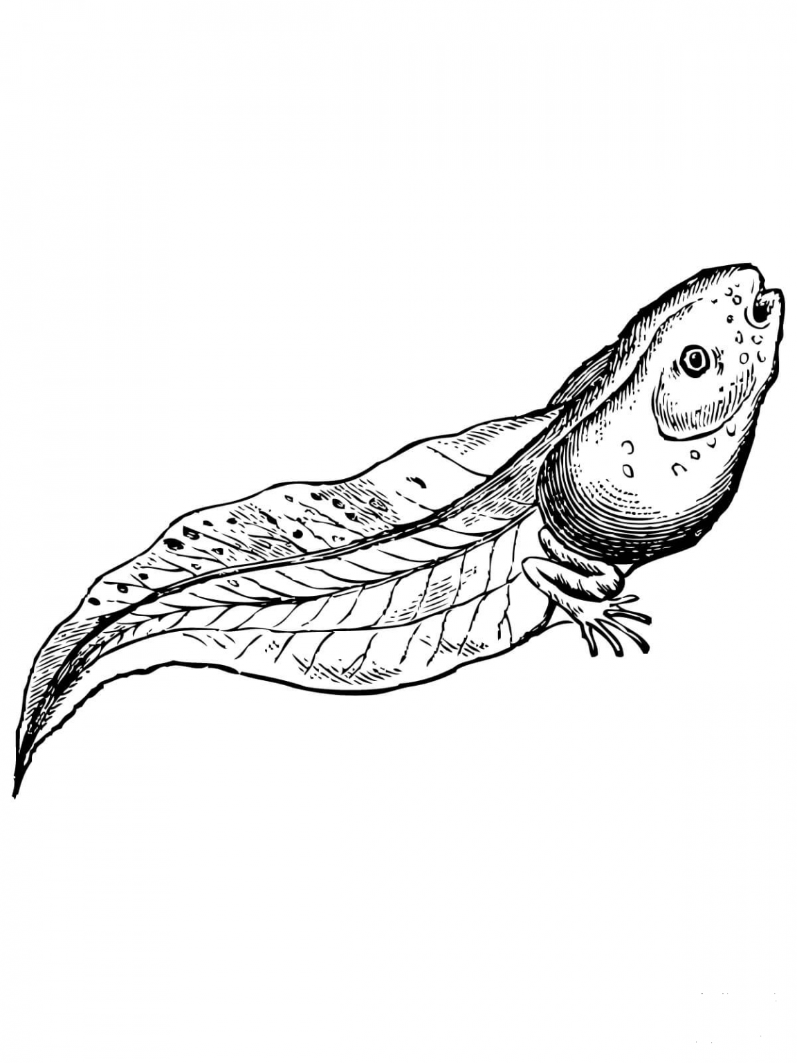 Realistic Tadpole coloring page - ColouringPages