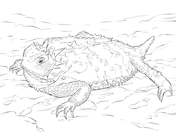 Realistic Texas Horned Lizard coloring page image