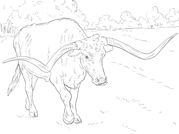 Realistic Texas Longhorn coloring page image
