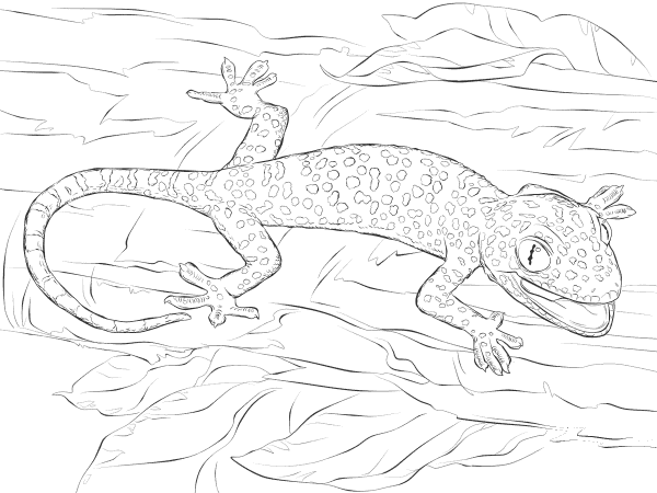 Realistic Tokay Gecko coloring page image