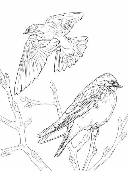 Realistic Tree Swallows coloring page image