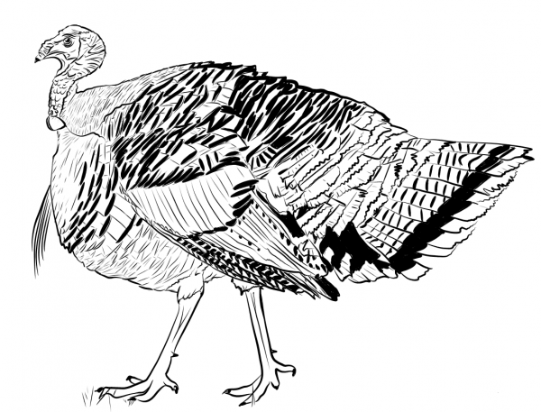 Realistic Turkey coloring page image