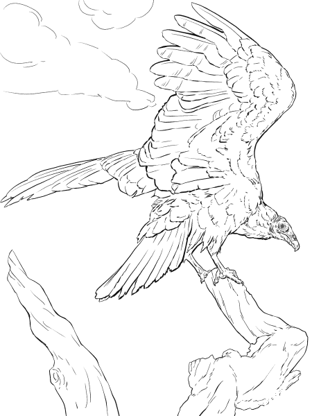 Realistic Turkey Vulture coloring page image
