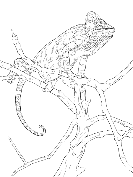Realistic Veiled Chameleon coloring page image