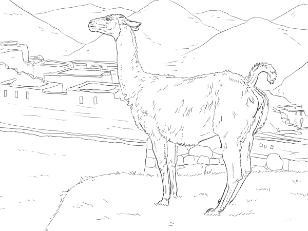 Realistic Vicunas coloring page image