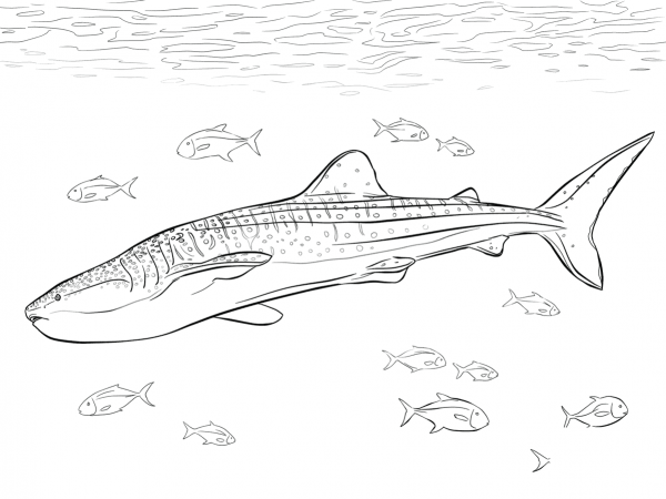Realistic Whale Shark coloring page image
