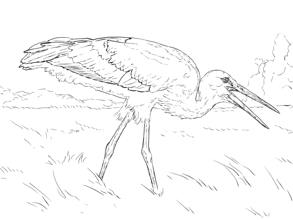 Realistic White Stork coloring page image