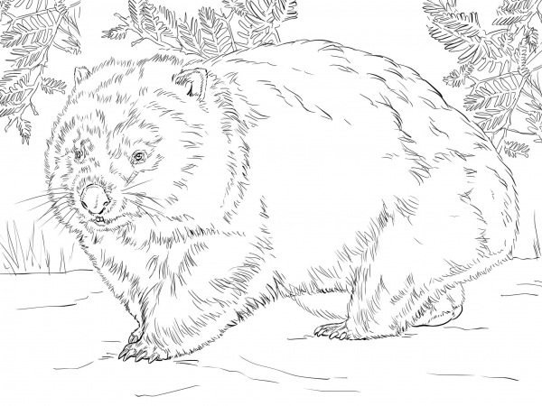 Realistic Wombat coloring page image