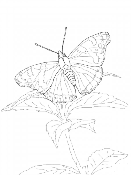 Red Admiral Butterfly coloring page image