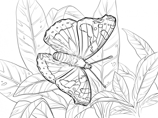 Red Admiral coloring page image