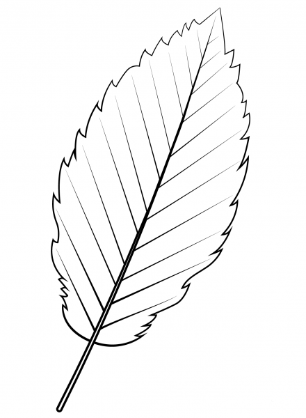 Red Alder Leaf coloring page image