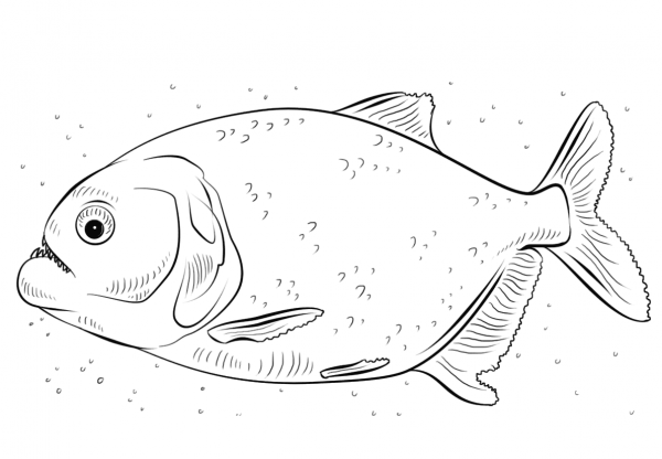 Red-bellied piranha coloring page image
