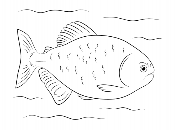 Red Bellied Piranha coloring page image