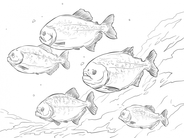 Red Bellied Piranha Shoal coloring page image