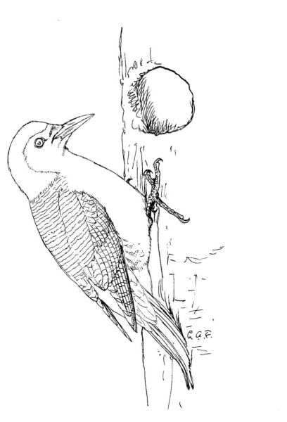 Red Bellied Woodpecker coloring page image