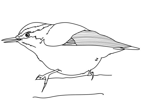 Red-breasted Nuthatch coloring page image