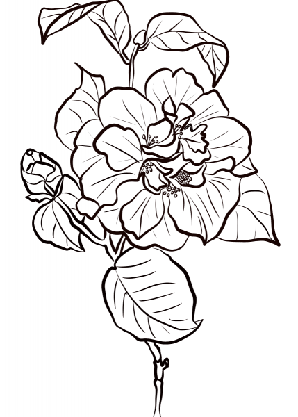 Red Camellia coloring page image